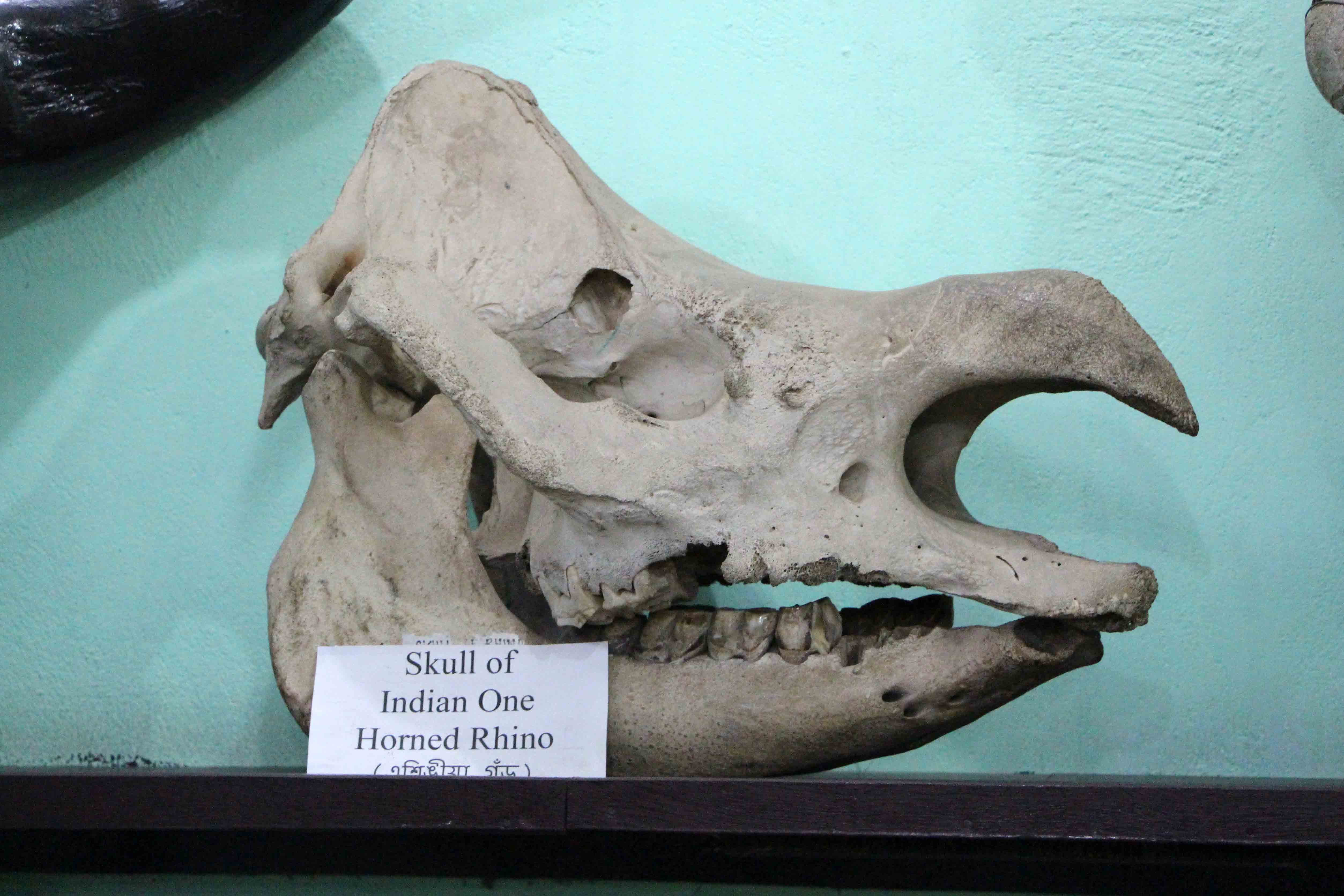 An image of the skull of an  Indian One Horned Rhinoceros