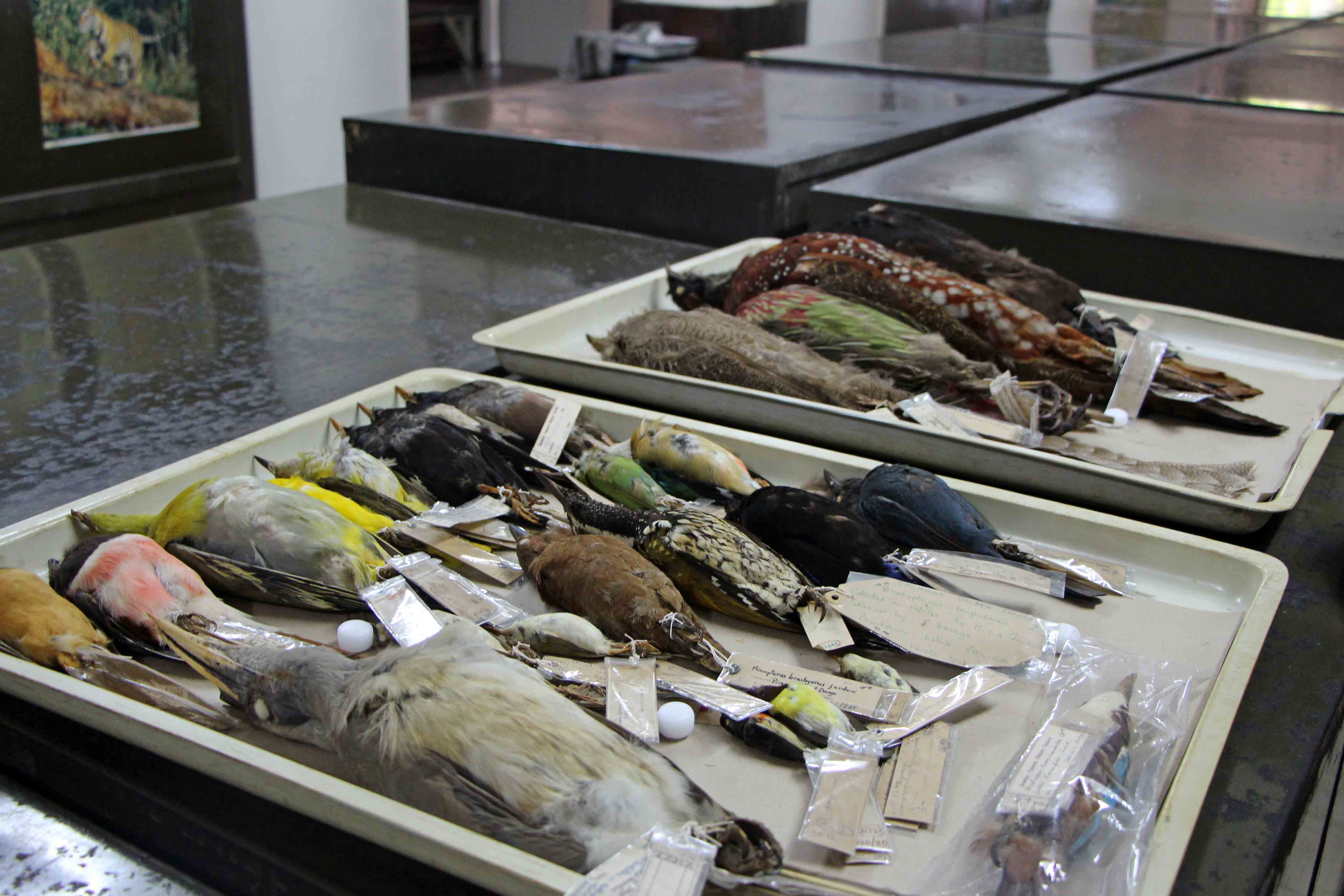 A variety of taxidermically preserved species of birds