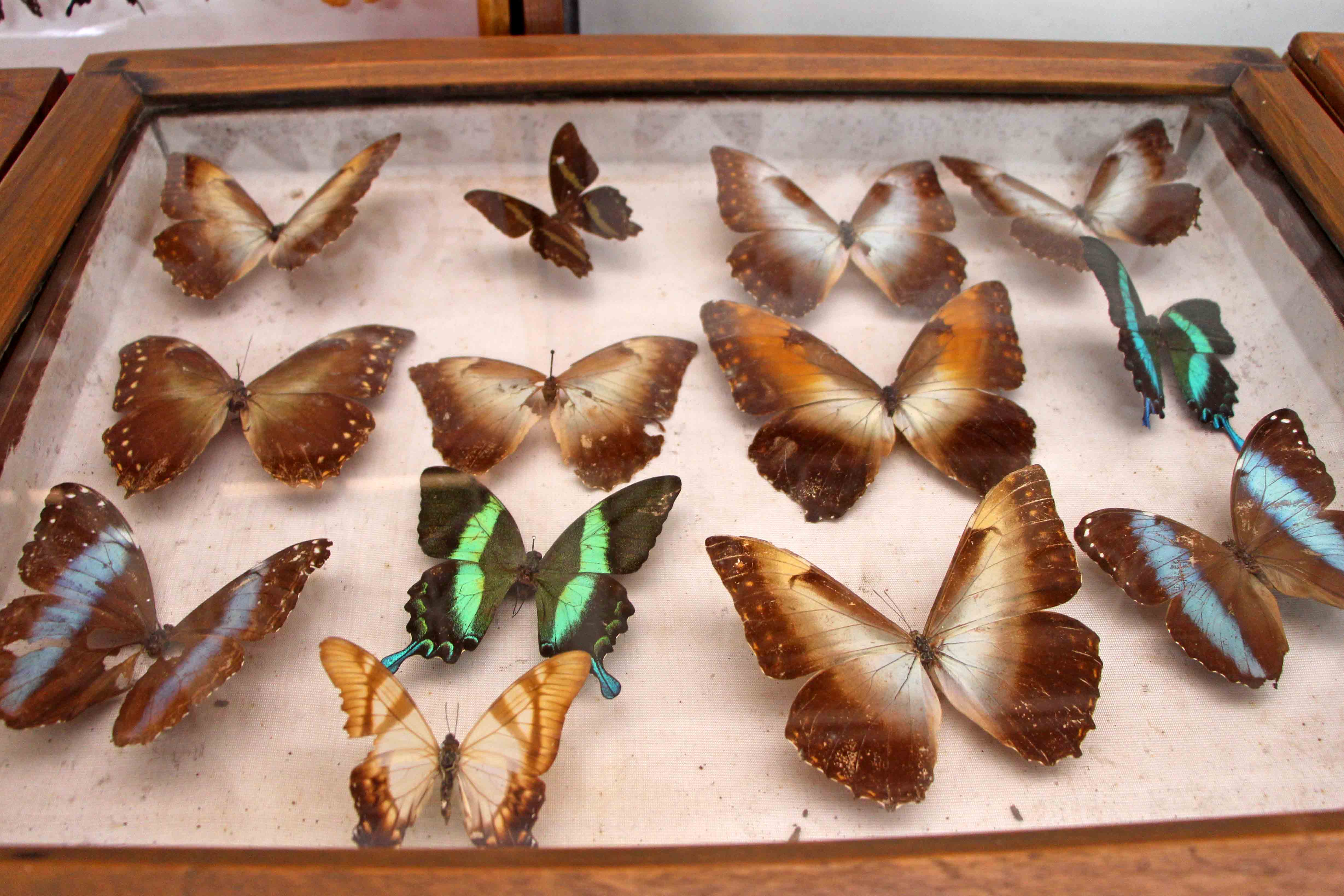 Display of colourful butterflies at the Wankhar Entomology Museum 